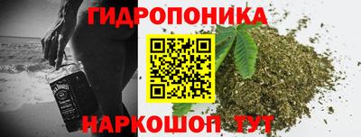 шишки Новодвинск